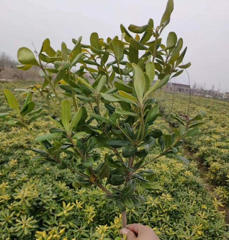 云南昆明海桐基地直供一手货源批发高度20厘米全国发
