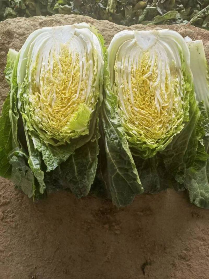 黄心大白菜大量供应可散装上车，可预冷打精包装