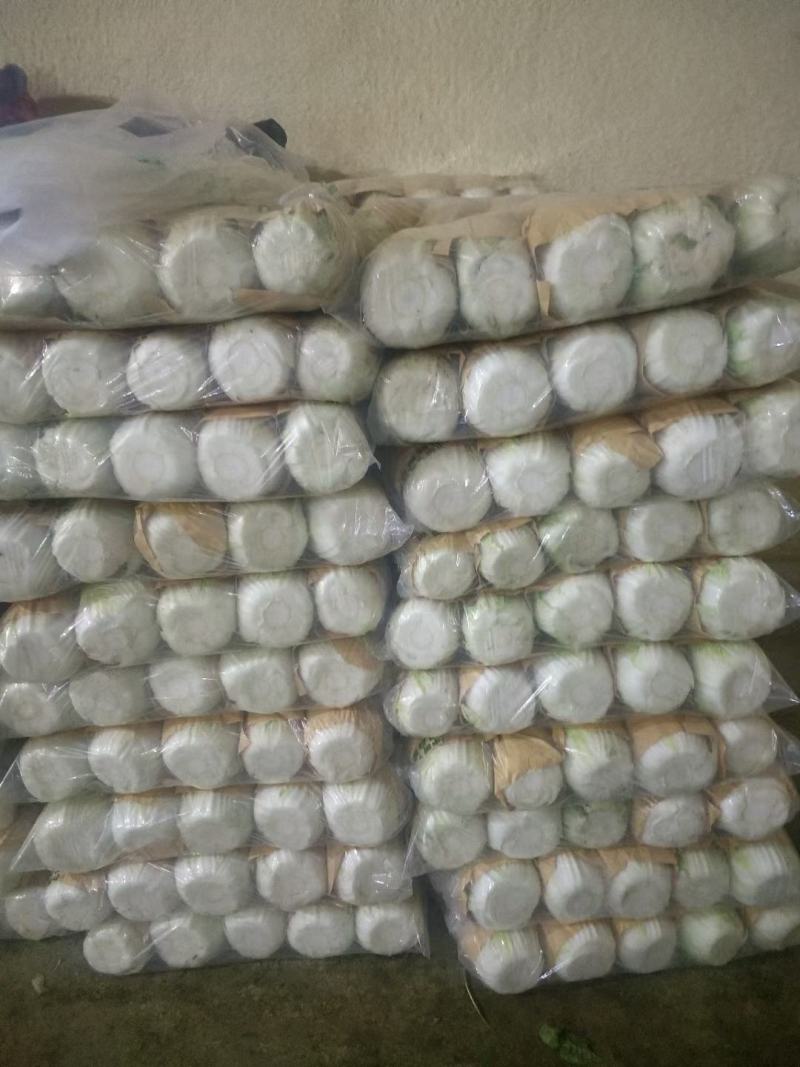 黄心大白菜大量供应可散装上车，可预冷打精包装