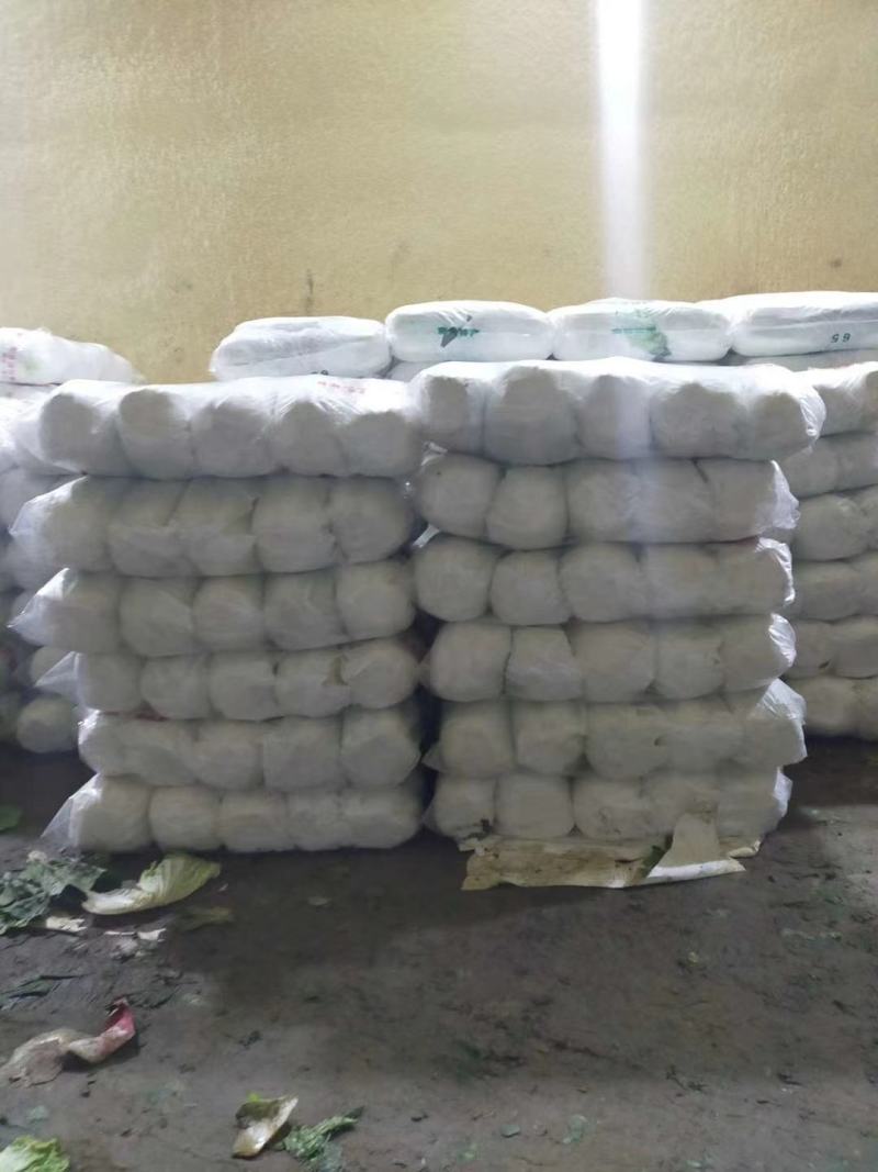 黄心大白菜大量供应可散装上车，可预冷打精包装