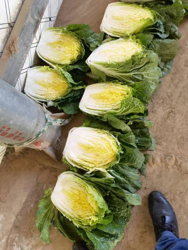 黄心大白菜大量供应可散装上车，可预冷打精包装