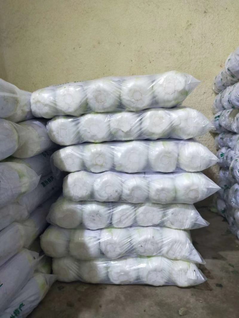 黄心大白菜大量供应可散装上车，可预冷打精包装