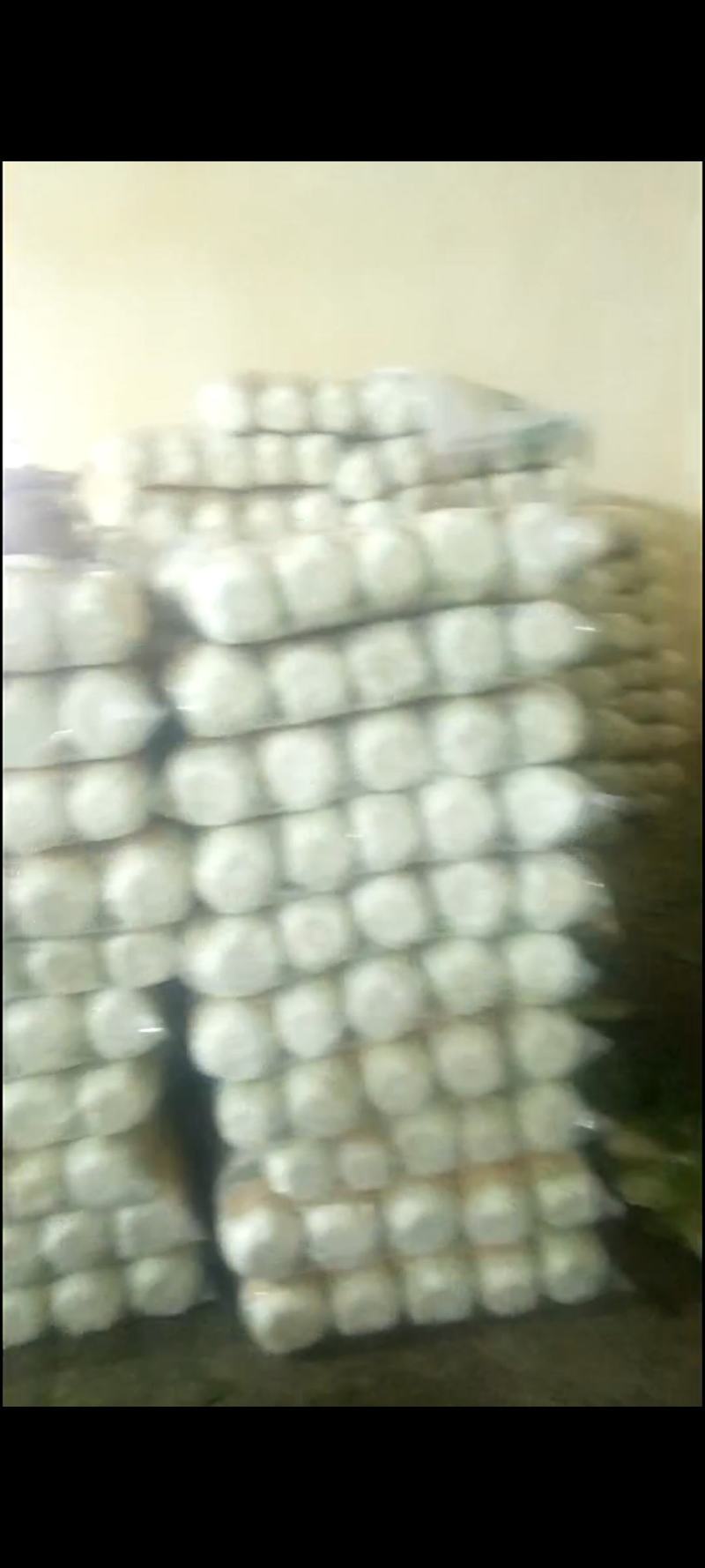 黄心大白菜大量供应可散装上车，可预冷打精包装