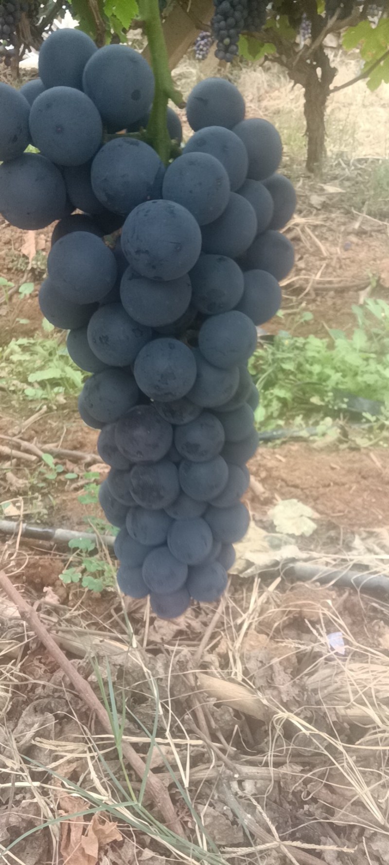 夏黑葡萄