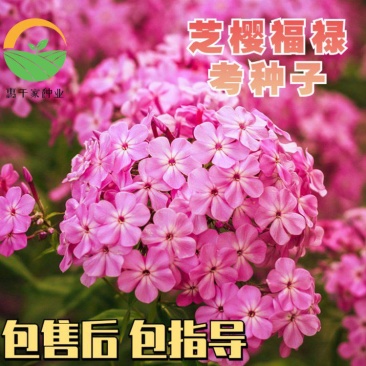 芝樱花【福禄考种子】多年生丛生植物造景观赏庭院耐寒草本花