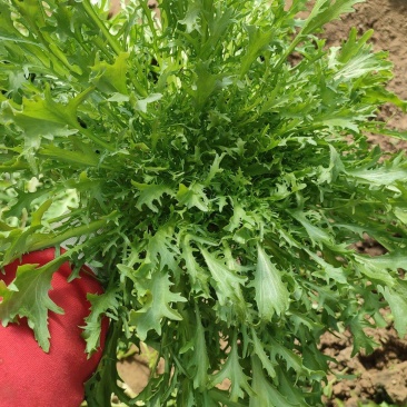 精品苦苣，不烧心，山西大同叶菜基地，全国各地发