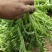 精品苦苣，不烧心，山西大同叶菜基地，全国各地发
