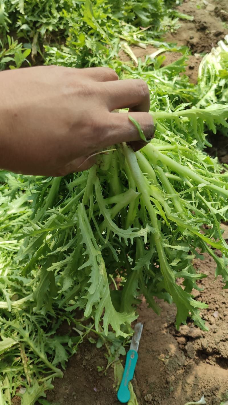 精品苦苣，不烧心，山西大同叶菜基地，全国各地发