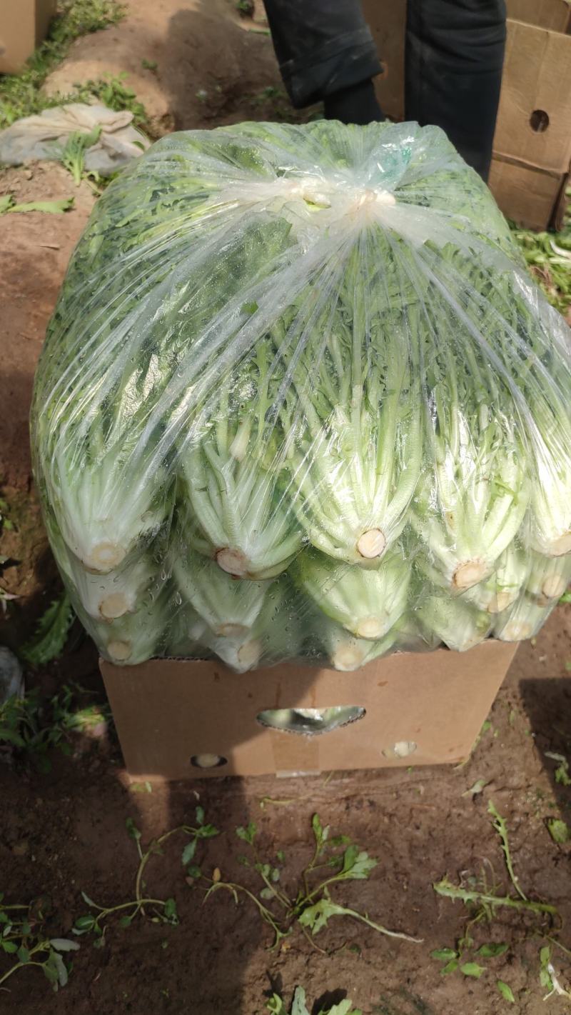 精品苦苣，不烧心，山西大同叶菜基地，全国各地发