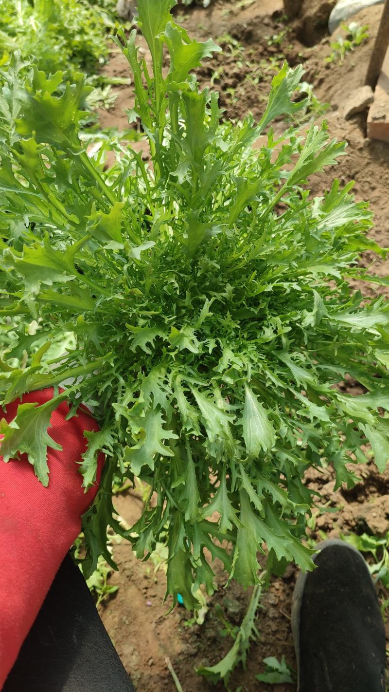 精品苦苣，不烧心，山西大同叶菜基地，全国各地发