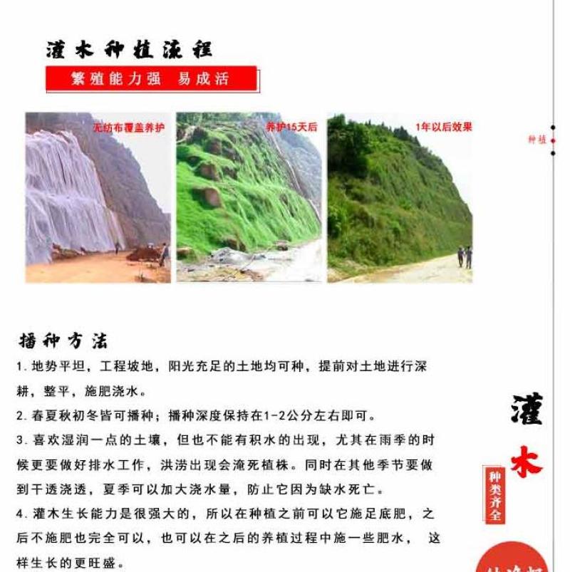 木豆种子新采护坡灌木绿肥新种子山林绿化耐寒耐旱耐贫瘠