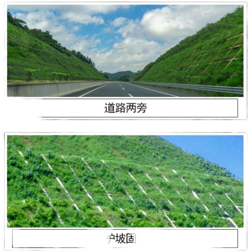 木豆种子新采护坡灌木绿肥新种子山林绿化耐寒耐旱耐贫瘠
