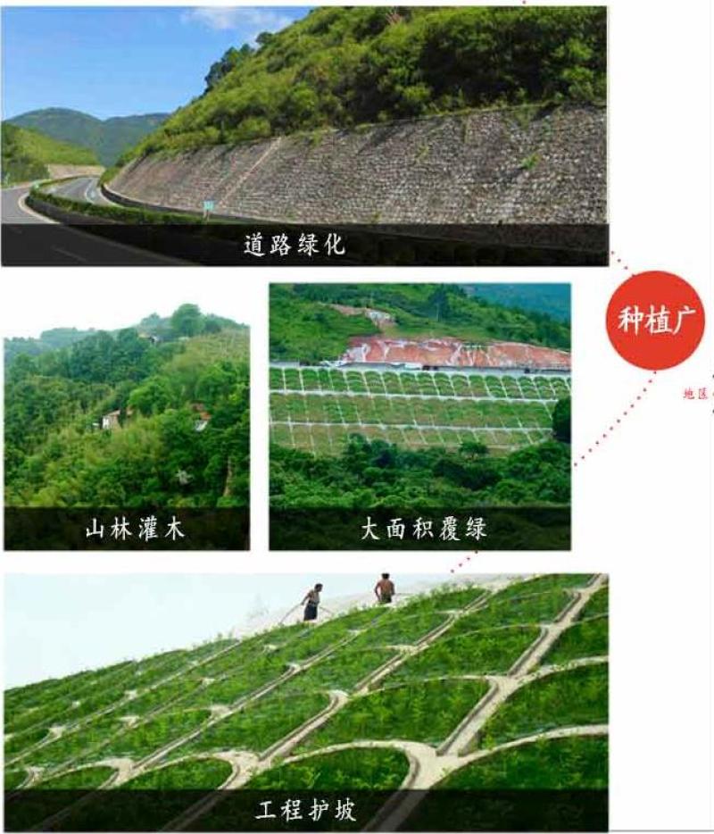 木豆种子新采护坡灌木绿肥新种子山林绿化耐寒耐旱耐贫瘠