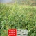木豆种子新采护坡灌木绿肥新种子山林绿化耐寒耐旱耐贫瘠