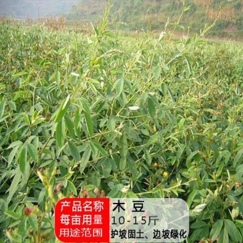 木豆种子新采护坡灌木绿肥新种子山林绿化耐寒耐旱耐贫瘠