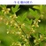 木豆种子新采护坡灌木绿肥新种子山林绿化耐寒耐旱耐贫瘠