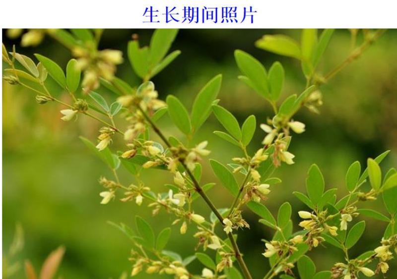 木豆种子新采护坡灌木绿肥新种子山林绿化耐寒耐旱耐贫瘠