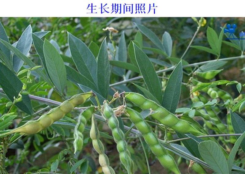 木豆种子新采护坡灌木绿肥新种子山林绿化耐寒耐旱耐贫瘠