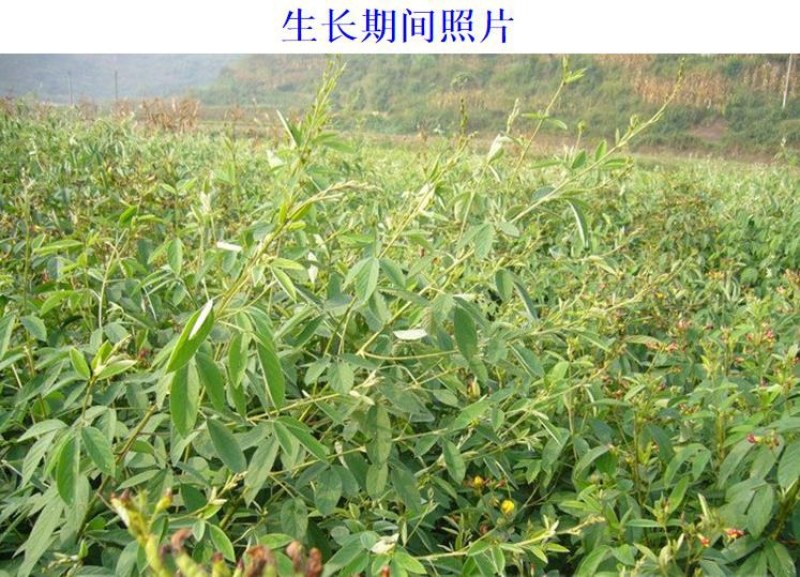 木豆种子新采护坡灌木绿肥新种子山林绿化耐寒耐旱耐贫瘠