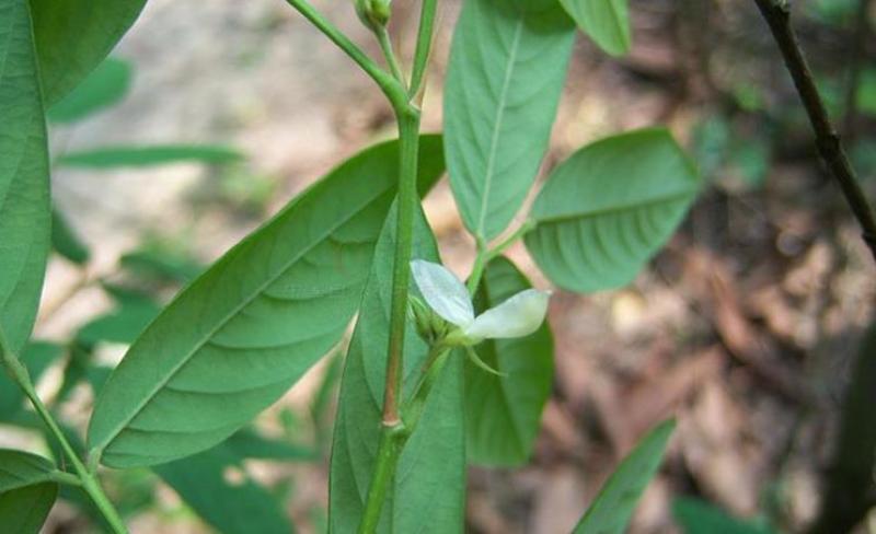 木豆种子新采护坡灌木绿肥新种子山林绿化耐寒耐旱耐贫瘠