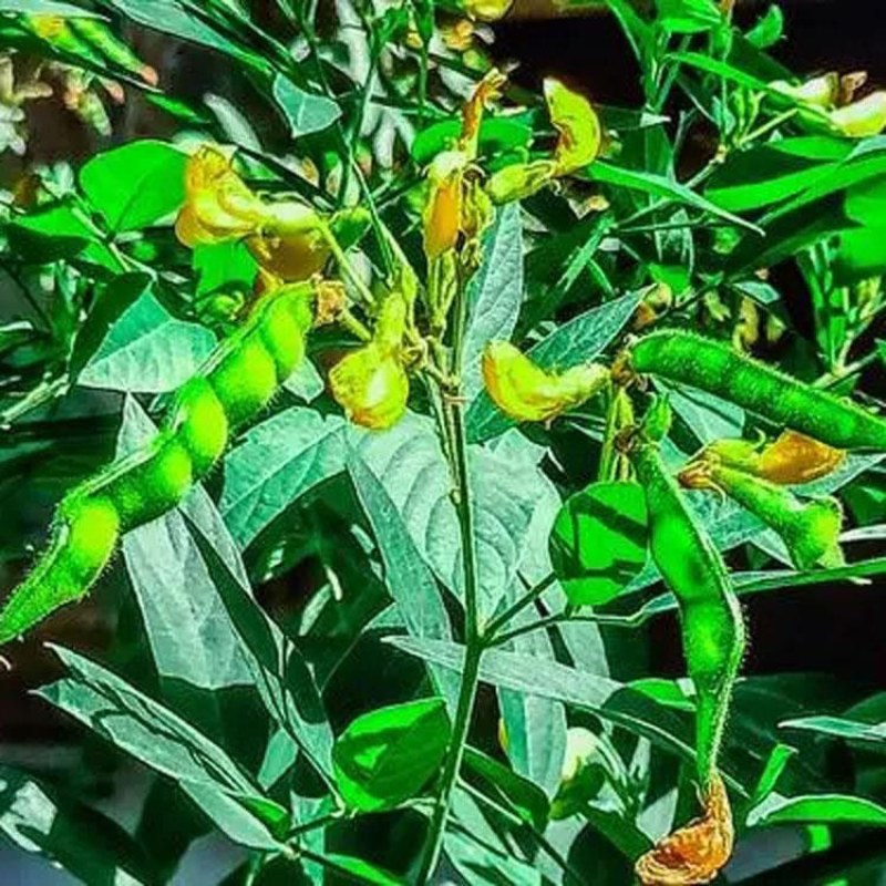 木豆种子新采护坡灌木绿肥新种子山林绿化耐寒耐旱耐贫瘠