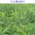 木豆种子新采护坡灌木绿肥新种子山林绿化耐寒耐旱耐贫瘠