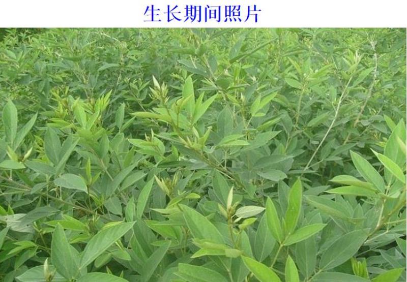 木豆种子新采护坡灌木绿肥新种子山林绿化耐寒耐旱耐贫瘠