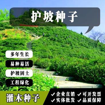 木豆种子新采护坡灌木绿肥新种子山林绿化耐寒耐旱耐贫瘠