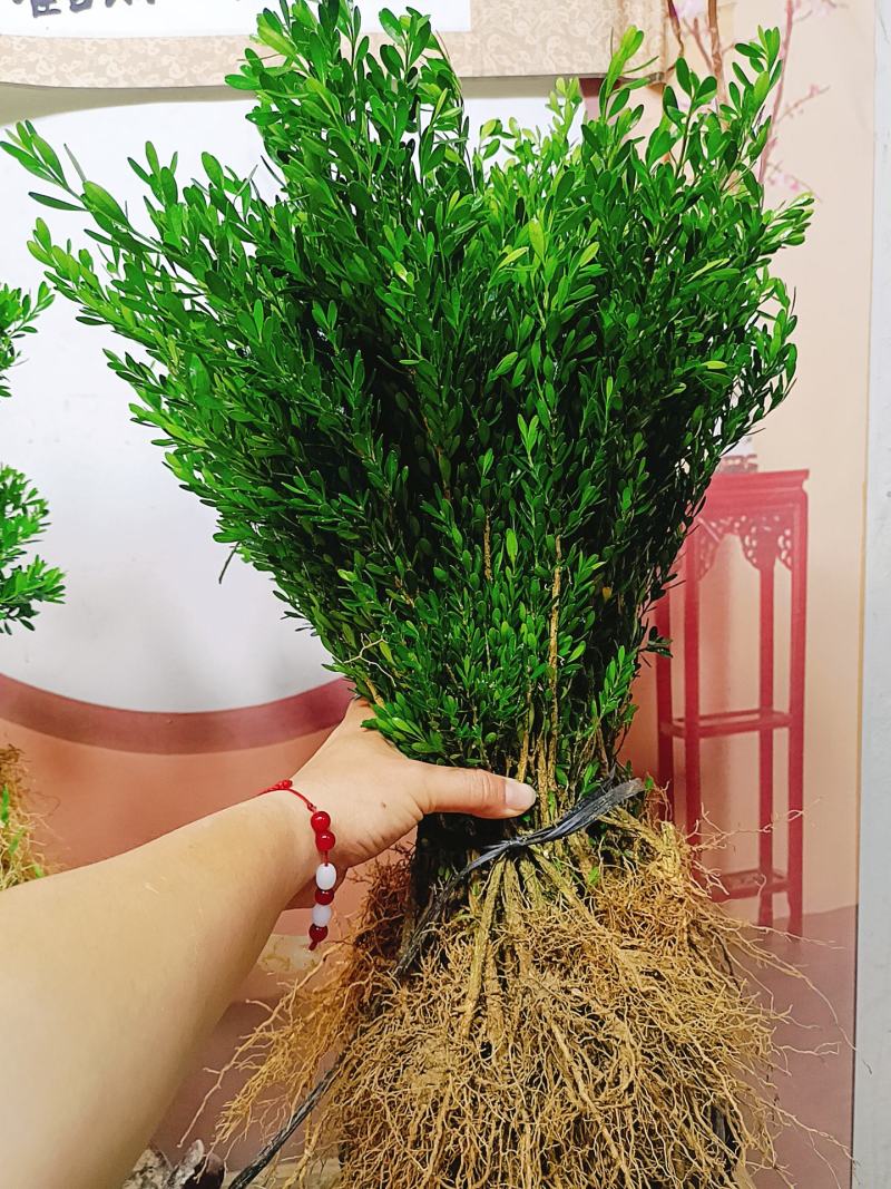 广东雀舌皱皮黄杨软枝黄杨，小苗素材，高度35左右