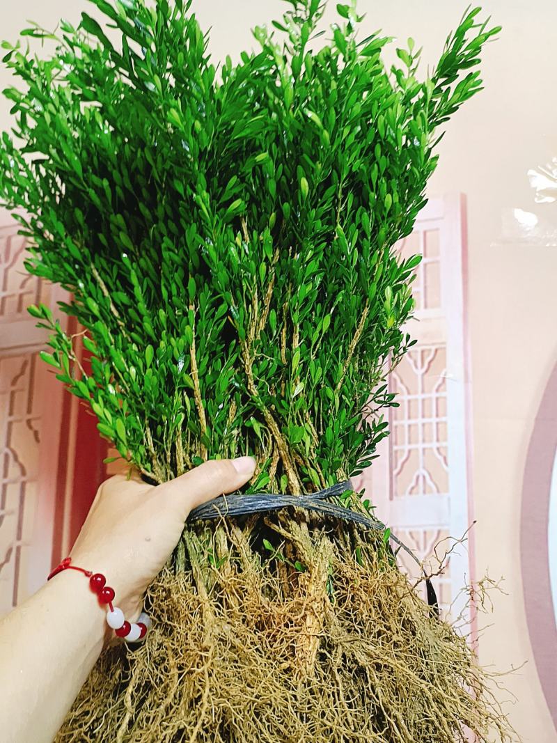 广东雀舌皱皮黄杨软枝黄杨，小苗素材，高度35左右