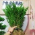 广东雀舌皱皮黄杨软枝黄杨，小苗素材，高度35左右