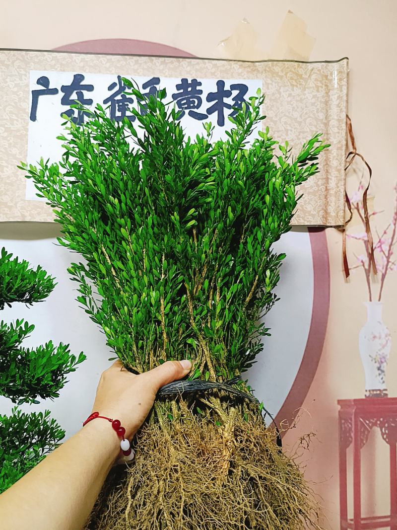 广东雀舌皱皮黄杨软枝黄杨，小苗素材，高度35左右