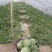 西瓜产地供应，8424西瓜头茬瓜，包熟包甜，一条龙服务
