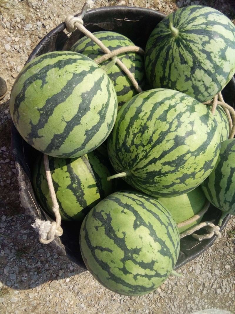 西瓜产地供应，8424西瓜头茬瓜，包熟包甜，一条龙服务