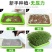 芽苗苗育苗托盘无土栽培水培蔬菜设备工厂化生产种菜