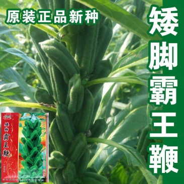矮脚油芝麻种子中早熟榨油专用芝麻种高产白芝麻黑芝麻种子批