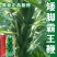 矮脚油芝麻种子中早熟榨油专用芝麻种高产白芝麻黑芝麻种子批