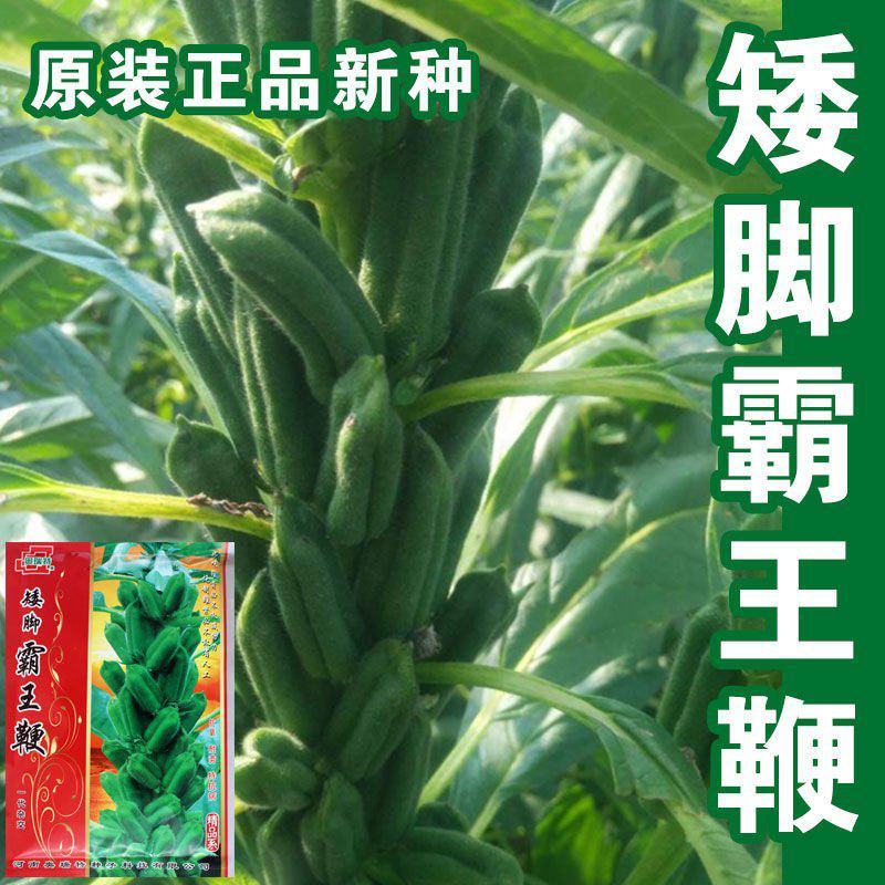 矮脚油芝麻种子中早熟榨油专用芝麻种高产白芝麻黑芝麻种子批