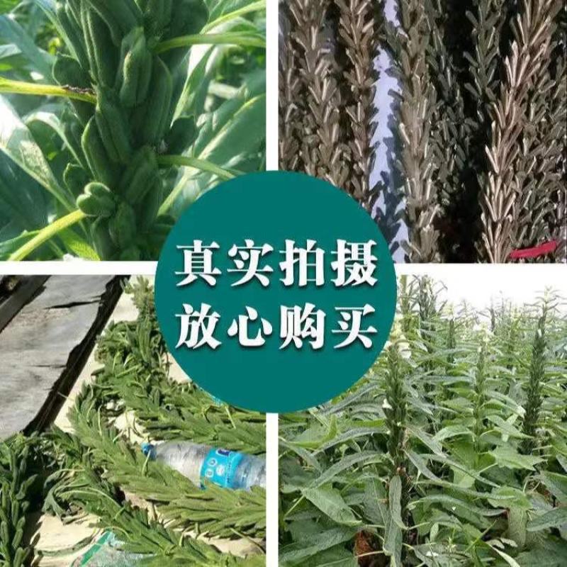 矮脚油芝麻种子中早熟榨油专用芝麻种高产白芝麻黑芝麻种子批