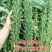 矮脚油芝麻种子中早熟榨油专用芝麻种高产白芝麻黑芝麻种子批