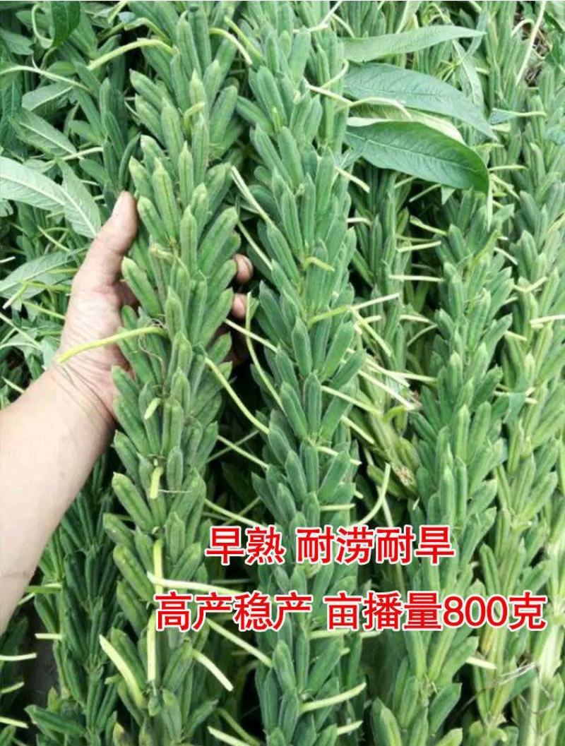 矮脚油芝麻种子中早熟榨油专用芝麻种高产白芝麻黑芝麻种子批