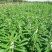 矮脚油芝麻种子中早熟榨油专用芝麻种高产白芝麻黑芝麻种子批