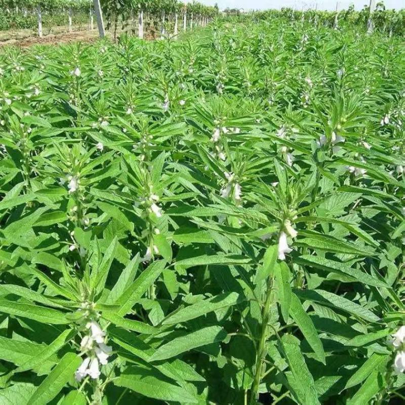 矮脚油芝麻种子中早熟榨油专用芝麻种高产白芝麻黑芝麻种子批