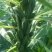 矮脚油芝麻种子中早熟榨油专用芝麻种高产白芝麻黑芝麻种子批