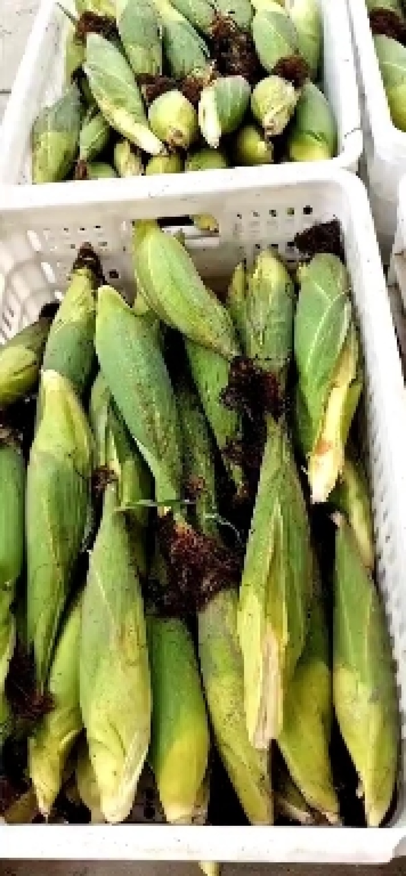 大量供应各种糯玉米
