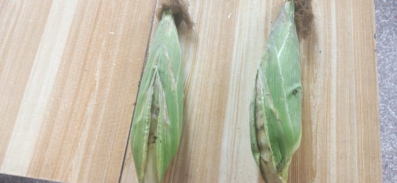 大量供应各种糯玉米