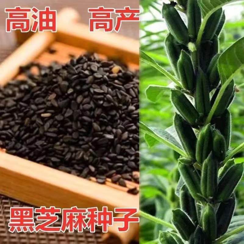黑芝麻种子早熟高产优质养生黑白芝麻种籽含油高大田用种