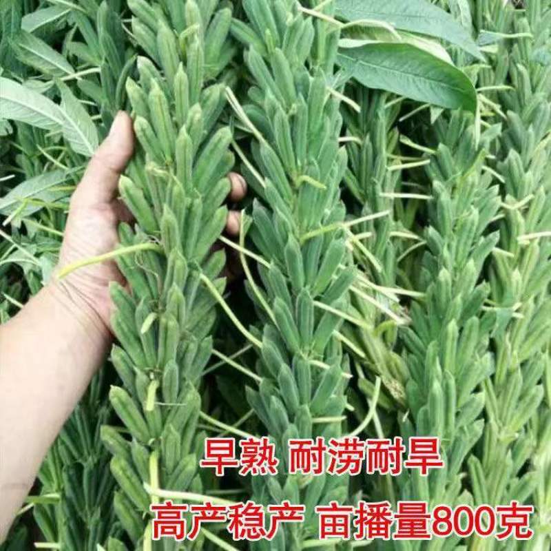 黑芝麻种子早熟高产优质养生黑白芝麻种籽含油高大田用种