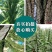 黑芝麻种子早熟高产优质养生黑白芝麻种籽含油高大田用种