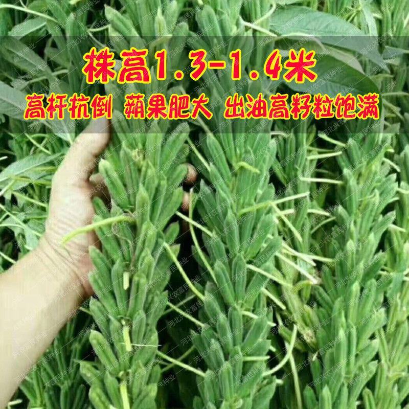 黑芝麻种子早熟高产优质养生黑白芝麻种籽含油高大田用种